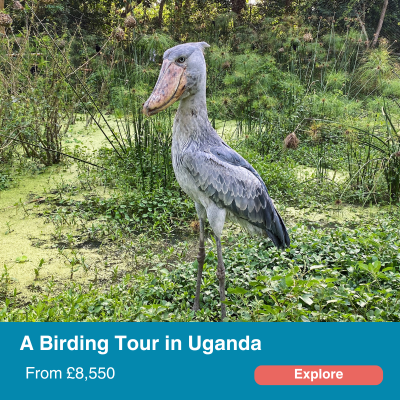 Uganda Birding safari