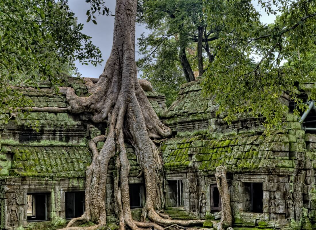 Angkor Wat ruins with a large tree growing from its depth.