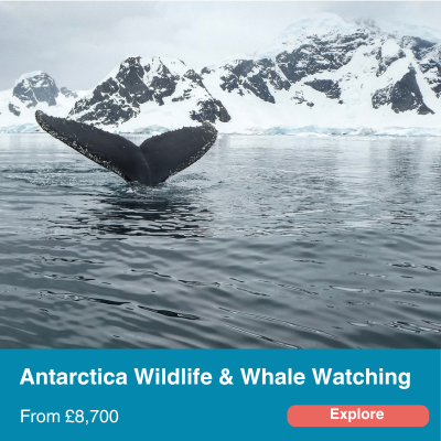 Antarctica Wildlife & Whale Watching 