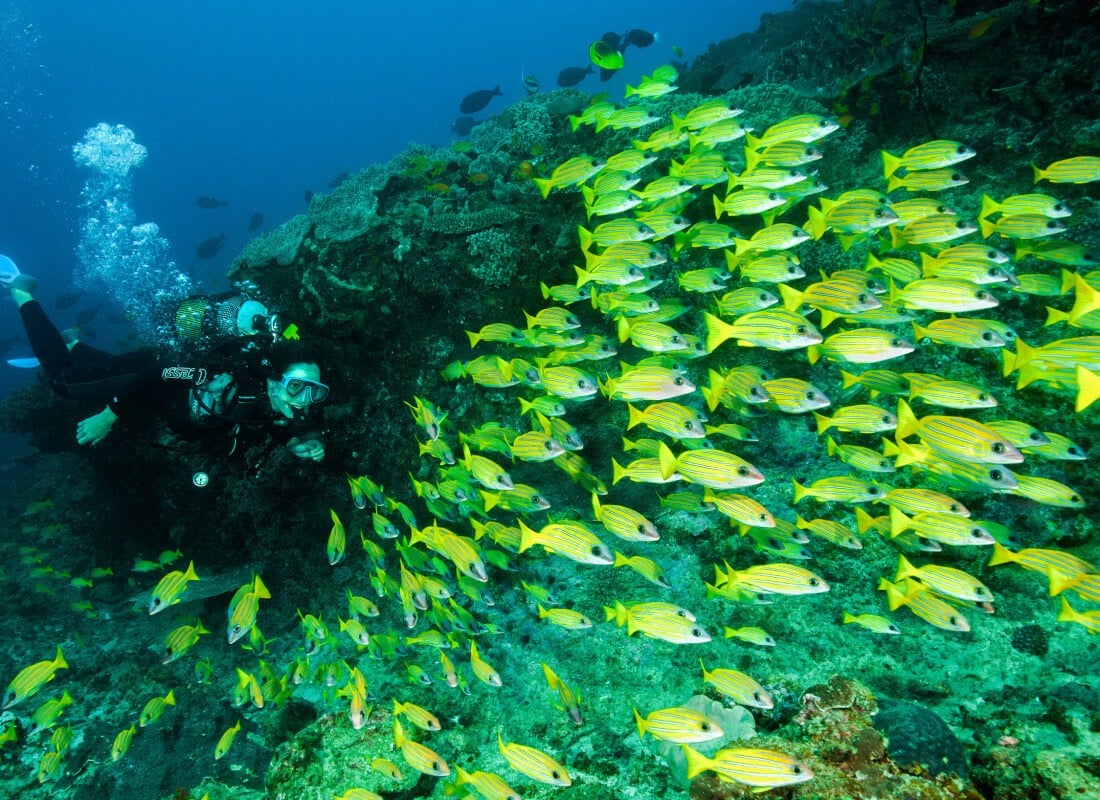 A woman is diving in the ocean and there are hundreds of yellow fish. 