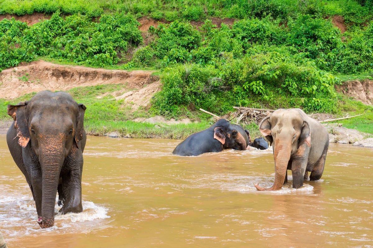 Elephant Nature park Chiang Mai-2-1