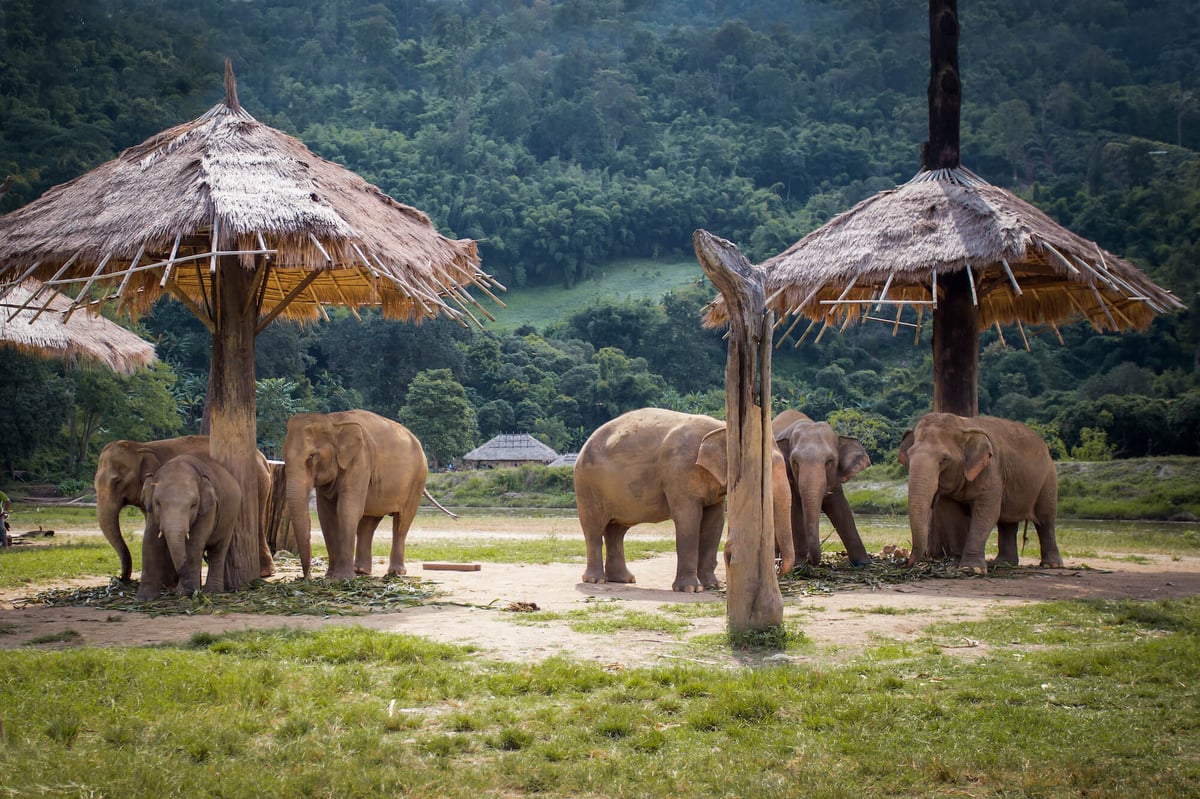 Elephant nature Park Chiang Mai 2 (1)