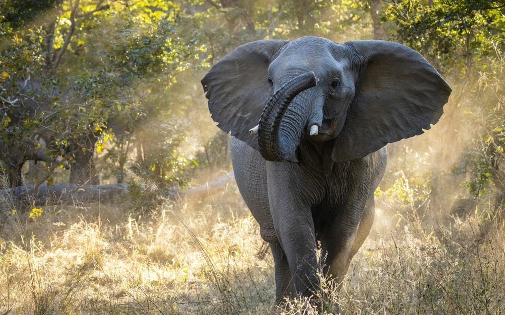 An elephant walking in the African Bush in Zimbabwe. 