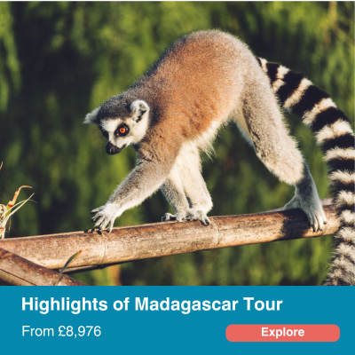 Highlights of Madagascar Tour