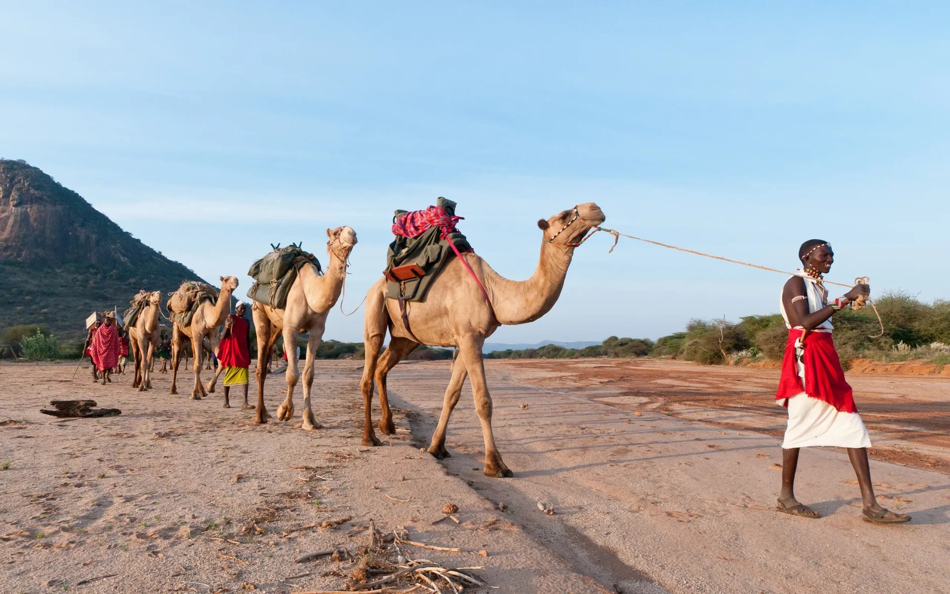 A line of camels are being like by local tribal people in Eastern Laikipia, with 