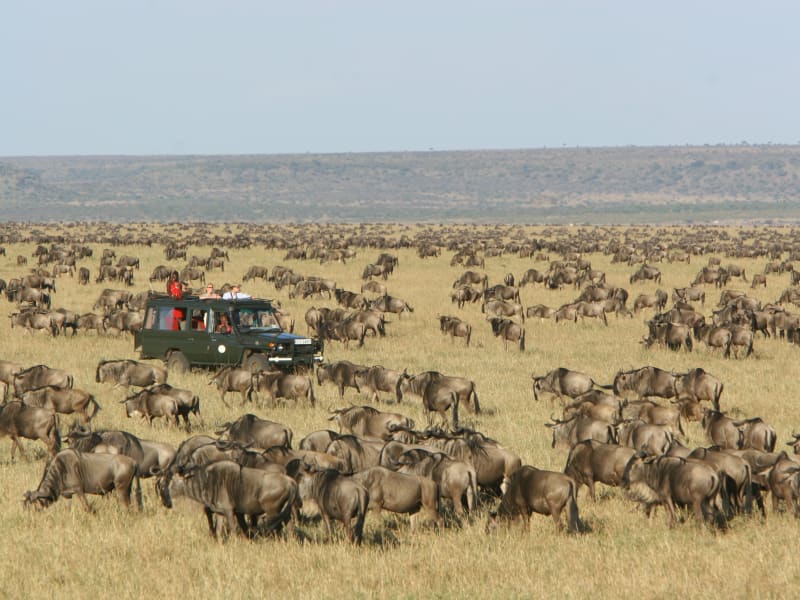 Masai_mara_kenya_migration