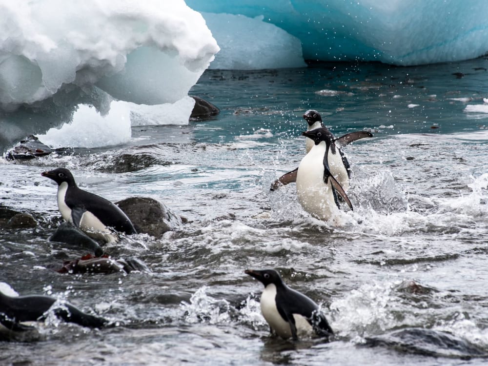 antarctica_adelie_penguins_xwdmh8-1