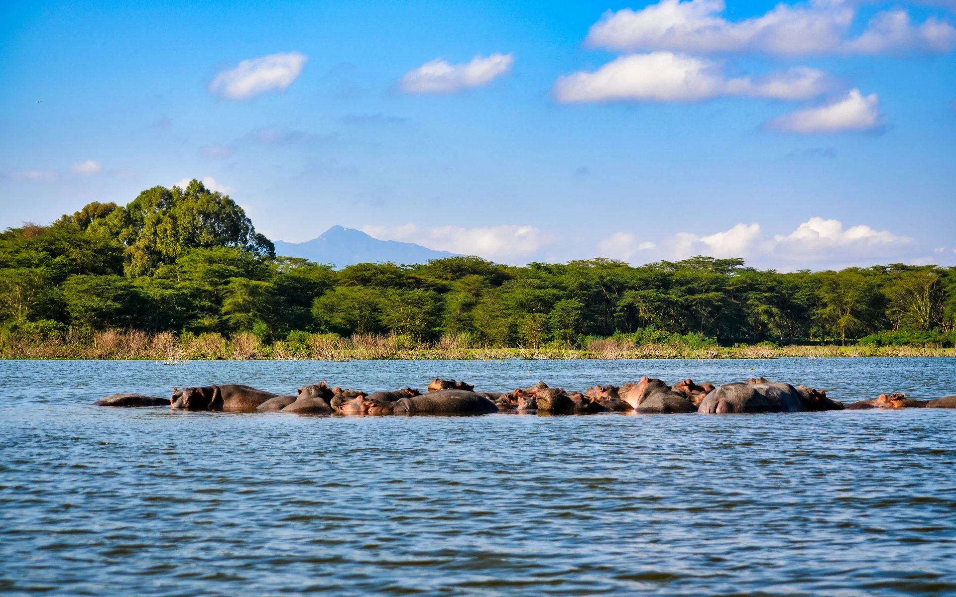 A group of hippos bathes in Nakuru Lake beneath a clear, blue sky 