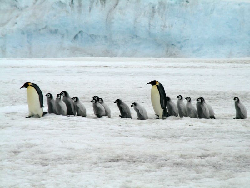 Antarctica_Emperor_Penguins_Pixabay_CCBDougherty_hfas3x
