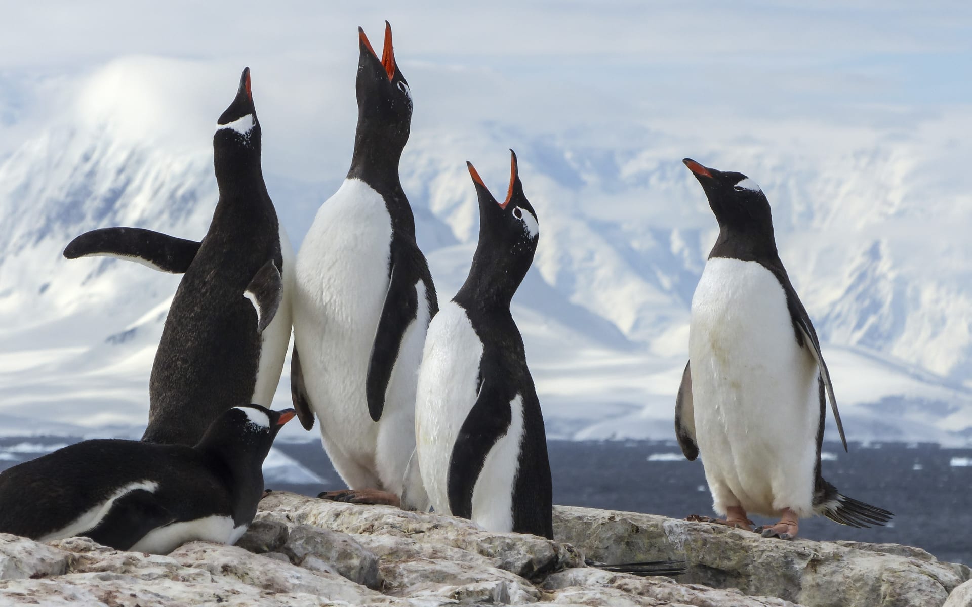 Antarctica_G_Expedition_Gentoo_Penguins_kqcmfy