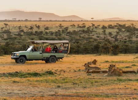 A group venture on a game drive in the Masai Mara and they stop at a group of lions basking in the sun.