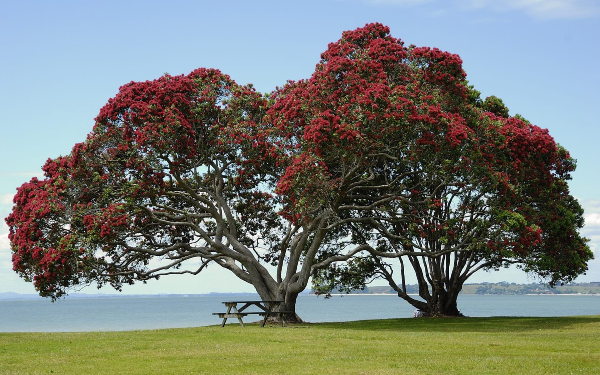 Auckland_Tree_Free_Stock_Image_Pixabay_CCWikiImages_g212eb82d3_1280_jtu2xk