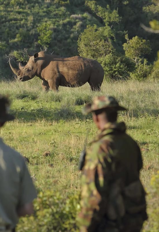 Some guests gaze at a rhinoceros, accompanied by a camp guide.