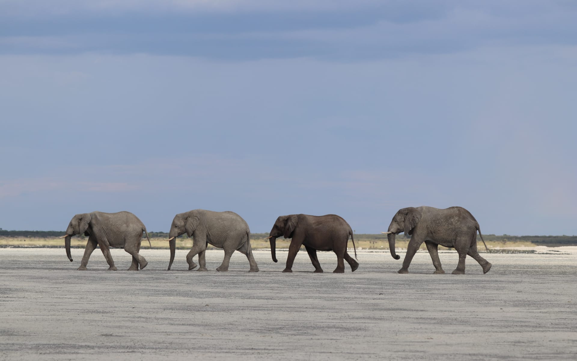 Botswana_Nxai_Pan_National_Park_Unsplash_CCChris_Koelewijn_2021_puze3v-1