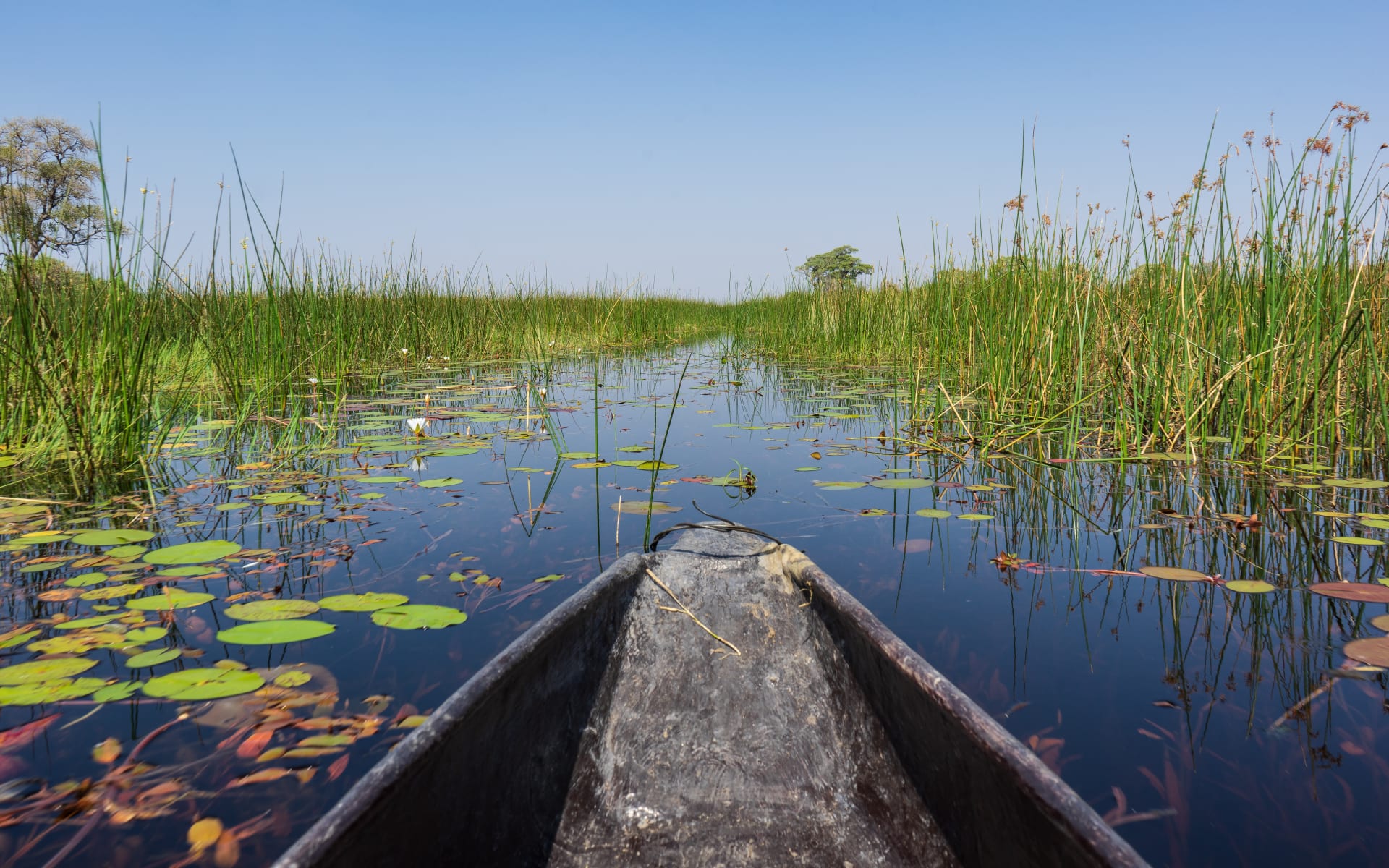Botswana_River_Delta_Unsplash_Ajeet_Panesar_arws0f