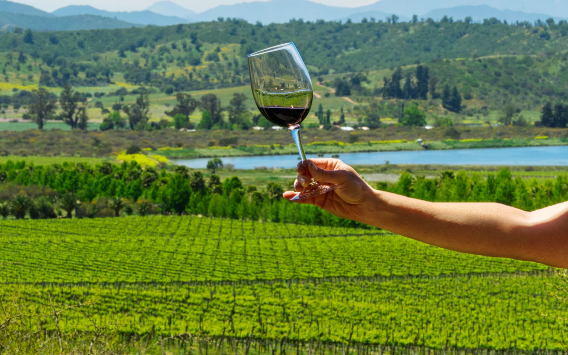 A woman holding a wine glass in the green valley of Casablanca, Santiago, Chile. 
