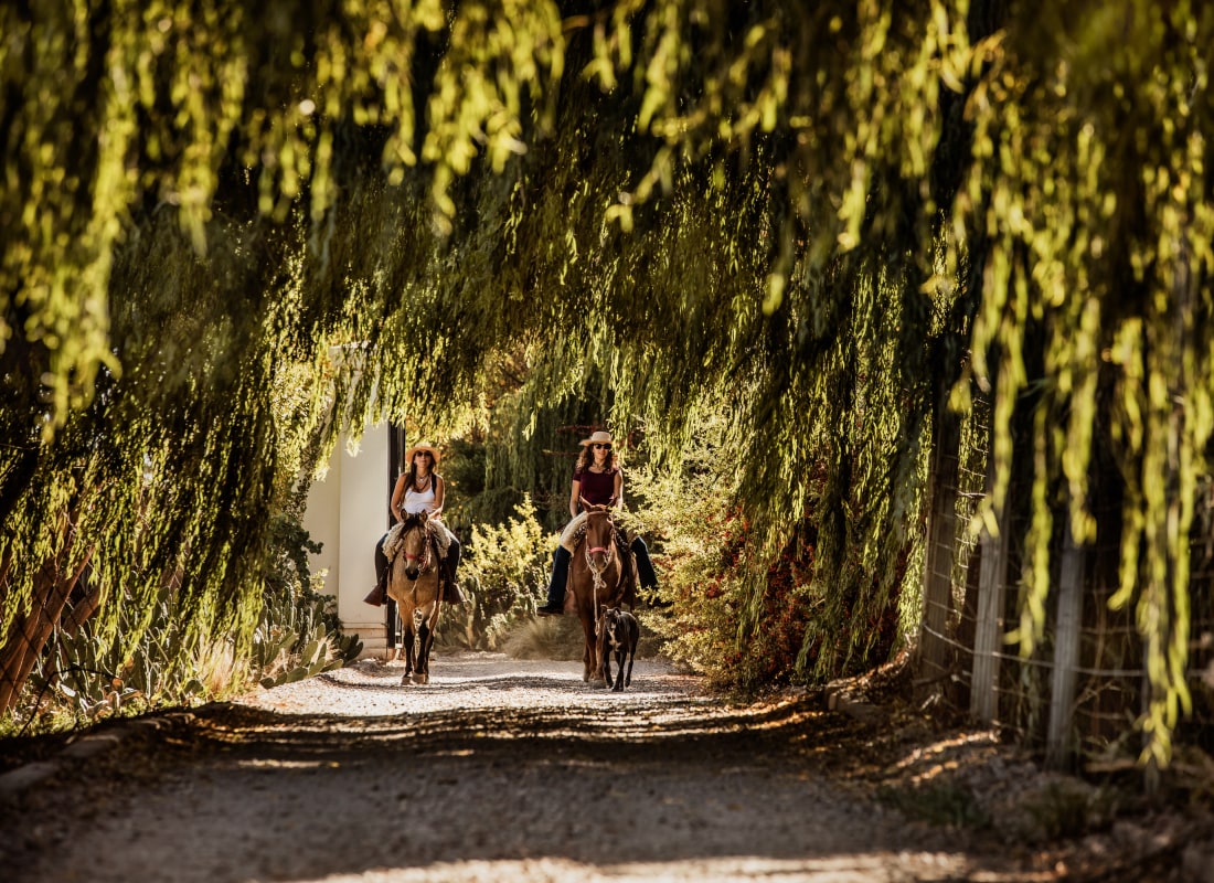 Two women are riding horses through a grape vine alley. 