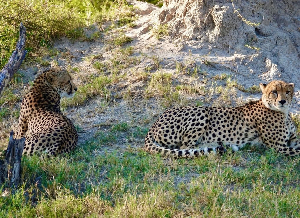 Cheetah_zimbabwe_leonie_photos