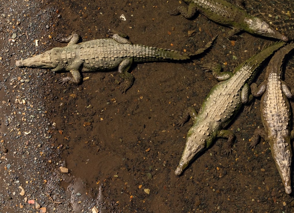 Crocodiles_costa_rica_free_stock_photo_unsplash_zdenek-machacek_2019