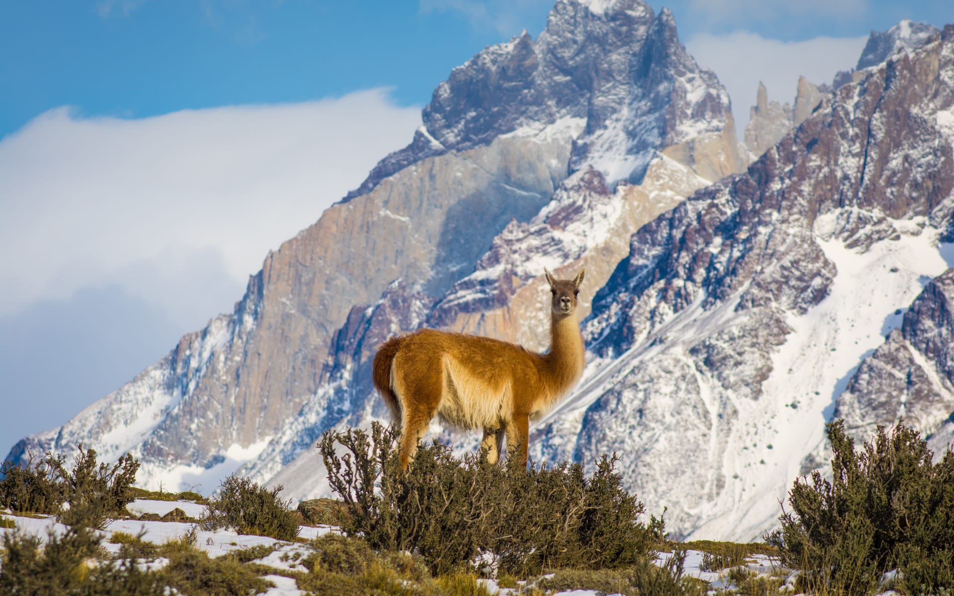 A guanacos is standing on a mountain, backed by snow-capped mountains. 