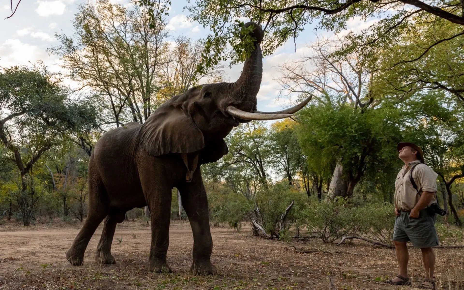 Elephant_-_Bushlife_Safaris_Activities_fqjxgr-1