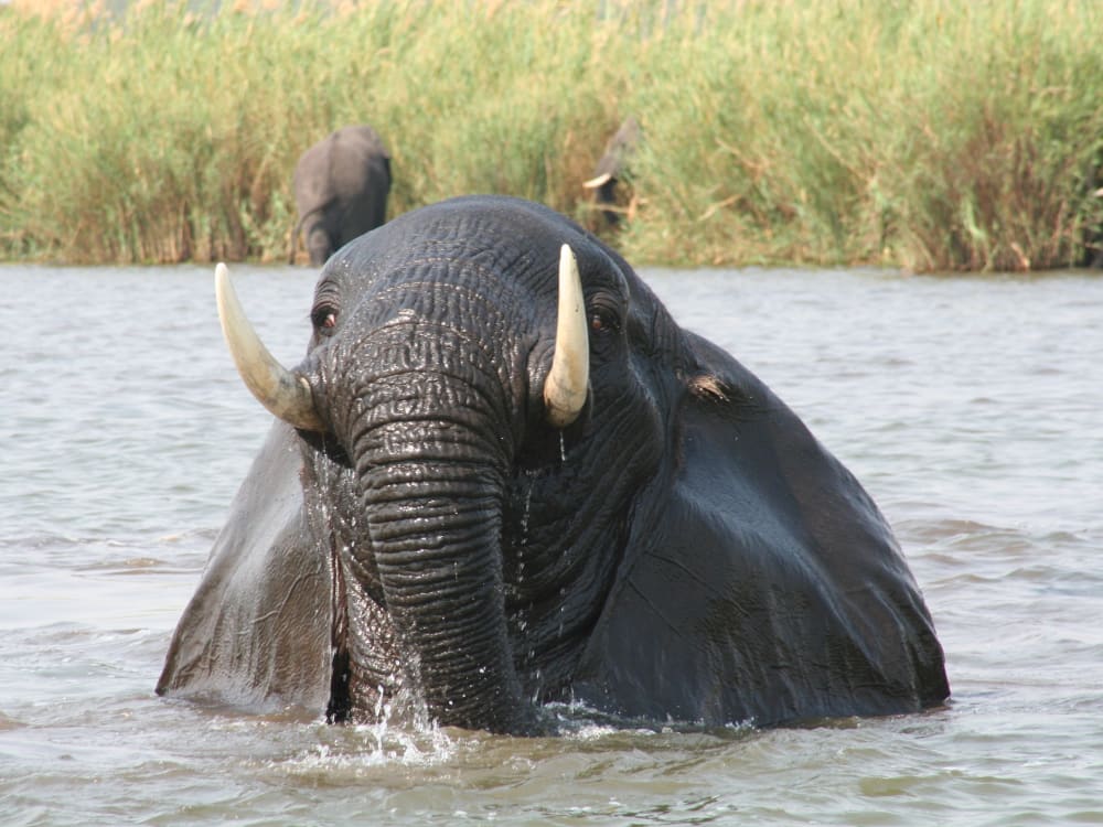 An elephant enjoying itself in the water in Malawi.