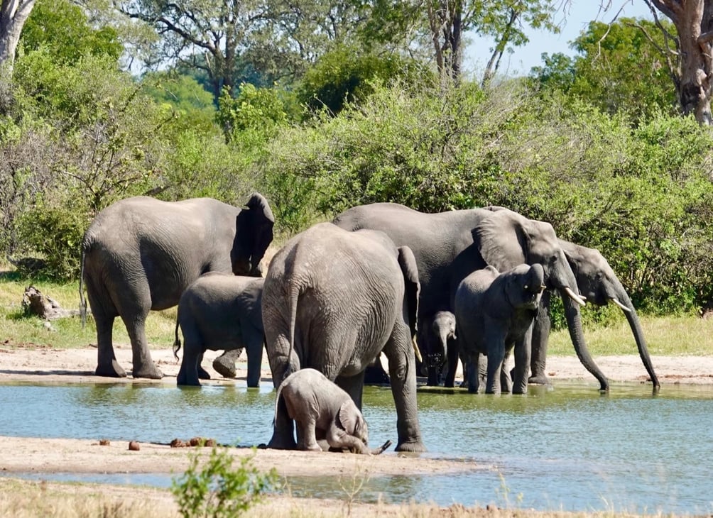 Elephants_water_hole_zimbabwe_leonie_photos