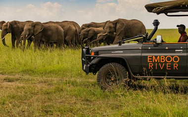 A game drive vehicle is overlooking a herd of elephants.