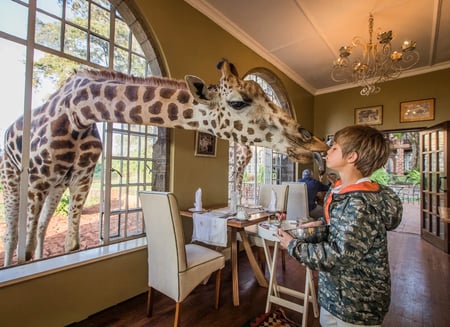A giraffe lean through the window of Giraffe Manor's dining room and kisses a young boy.