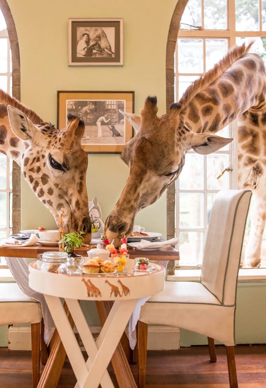 Two giraffes lean through a window and tuck into a breakfast spread in the dining room.