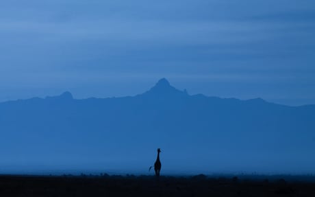 A single giraffe is walking in the wild, backed by blue mountains. 