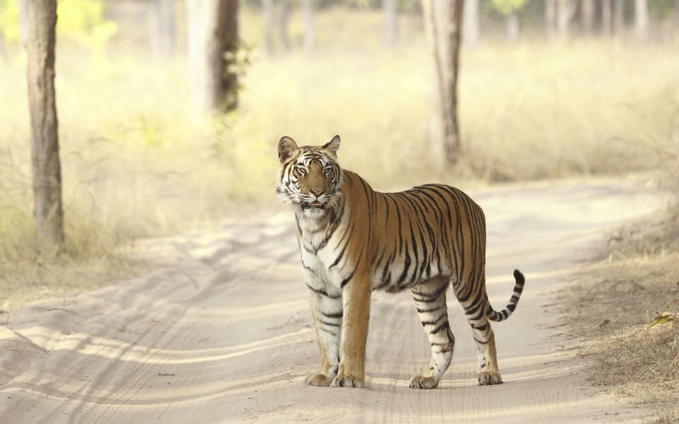 tiger on safari track 