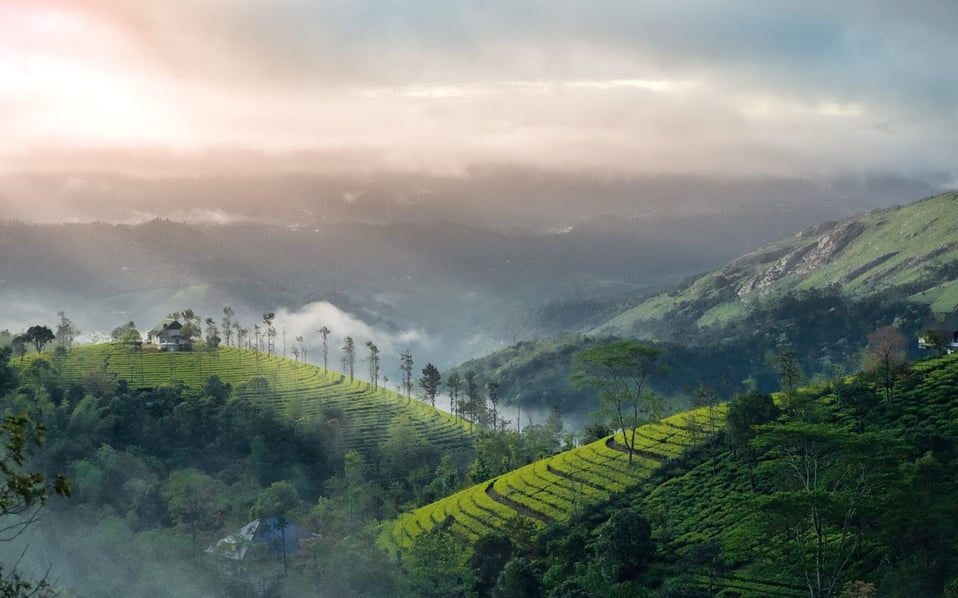 ariel view of tea farm over large hills