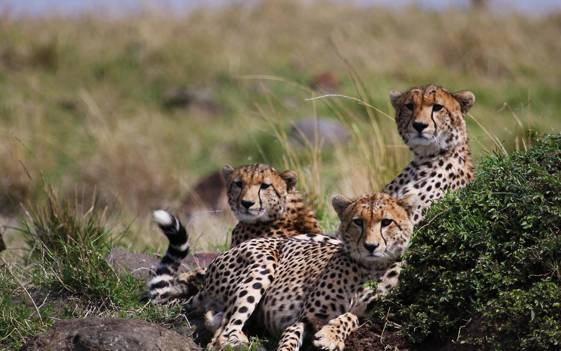 Kenya_Cheetah_fn1dlw-3