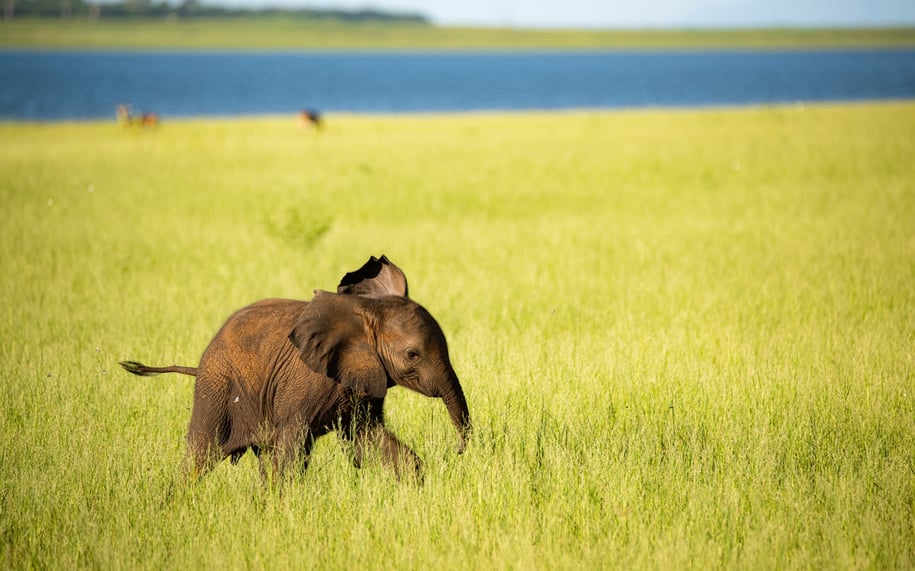 Lake_kariba_elephant_free_stock_photo_birger-strahl_2022_zrlebf-3