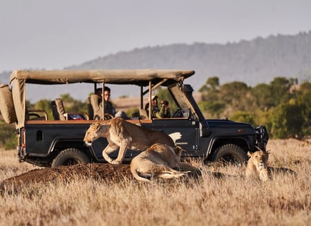 A couple are accompanied by a local guide on a game drive in the bush as they gaze as a group of lionesses basking in the sun.