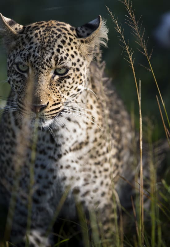 Leopard-portrait-Kenya-Masai-Mara-Rekero_Camp-HR_dyopcn