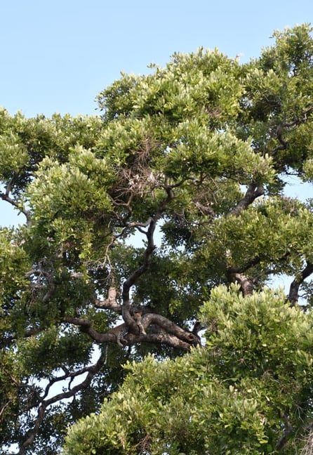 Leopard_in_tree_botswana_josh_photo