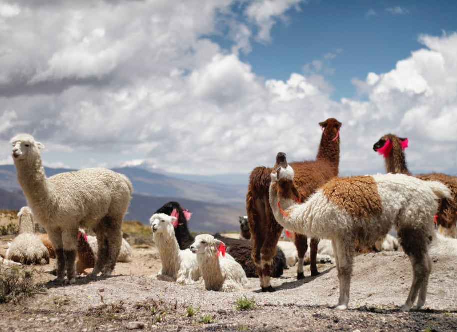 Llamas_colca_jessica-knowlden-unsplash_2018