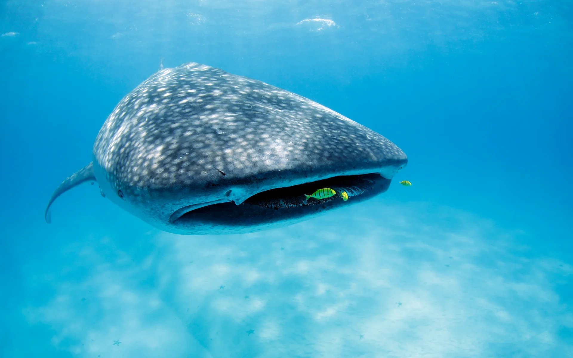 A whale shark gracefully floats through turquoise waters off Mafia Island, a small striped fish lingering by its mouth.