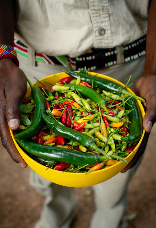 A man holds out a yellow  bowl filled with mixed chillies, freshly grown in the camp's organic garden.
