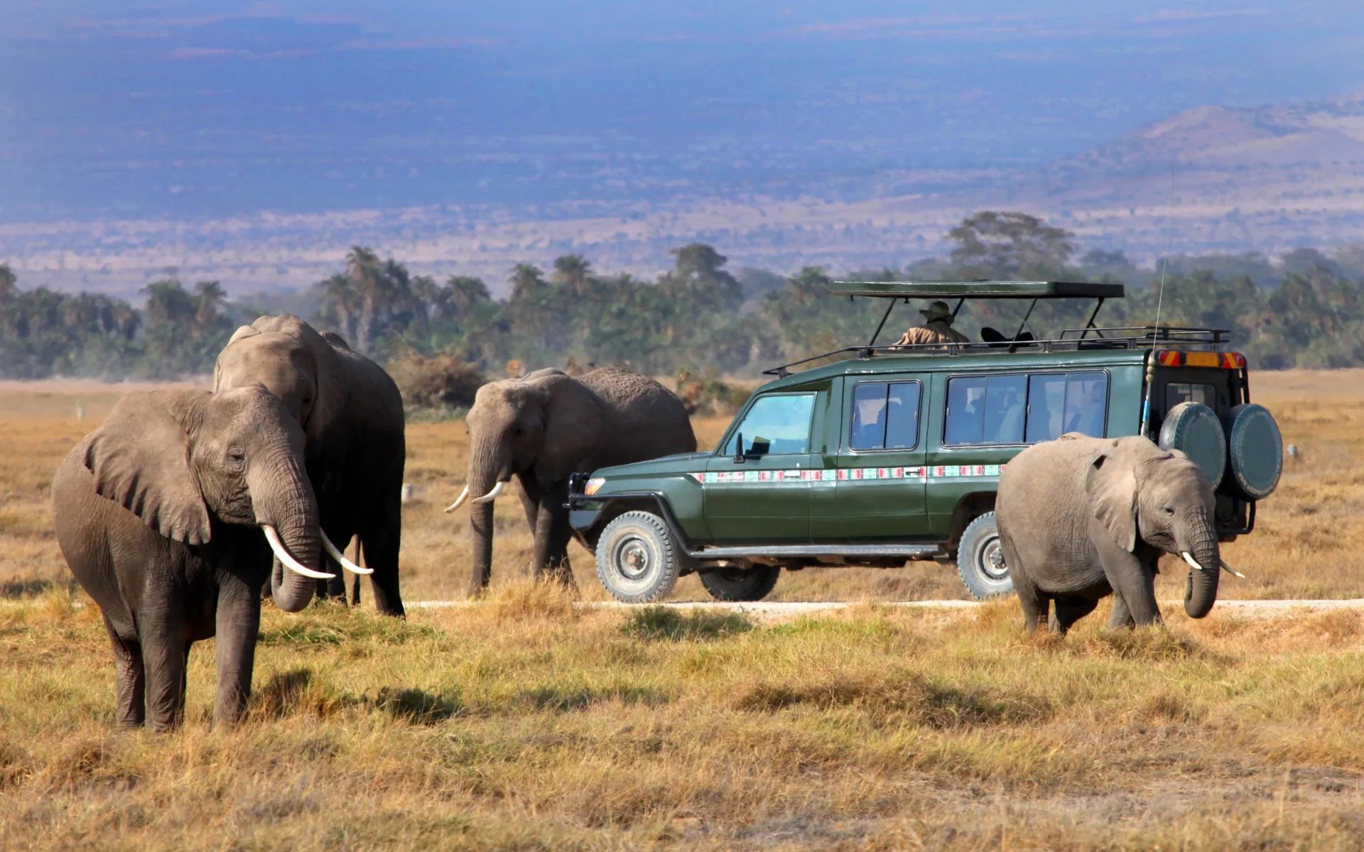 Four African elephants loiter around a 4x4 vehicle on a game drive in the Masai Mara during the afternoon