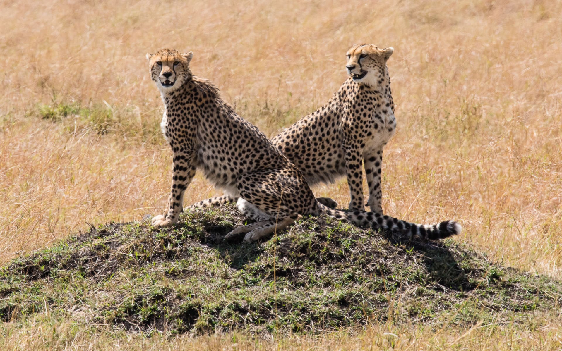 Masai_Mara_wildlife_2_dr2qb9