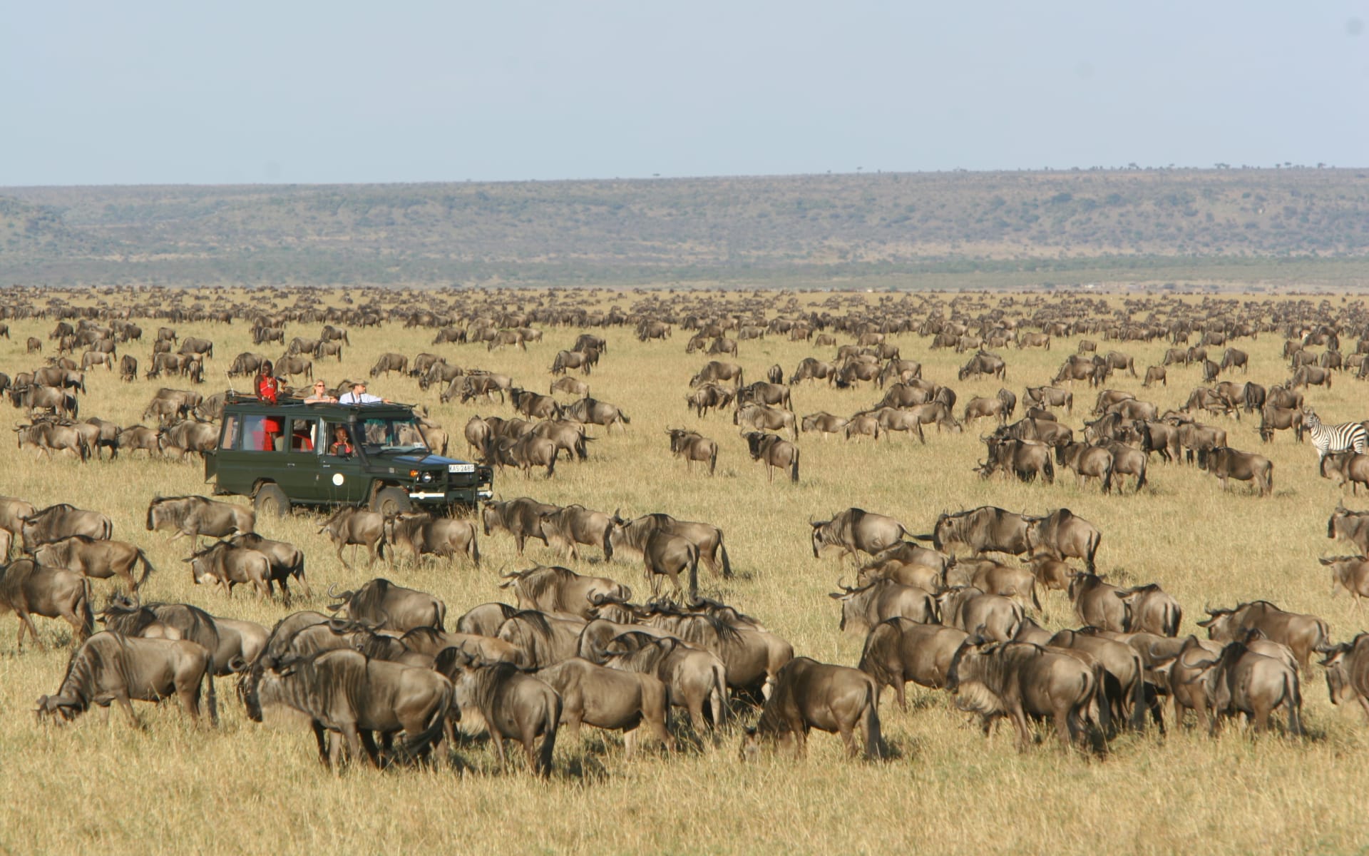 Masai_mara_kenya_migration-1