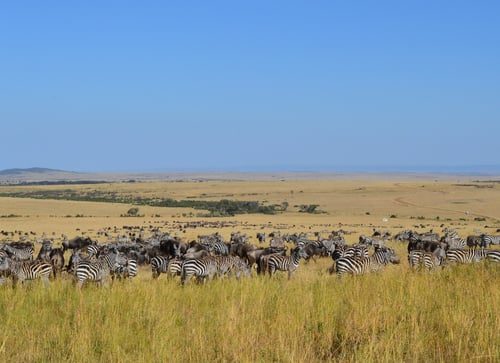 Masai_mara_kenya_pixabay_free_stock_photo_Lafesta