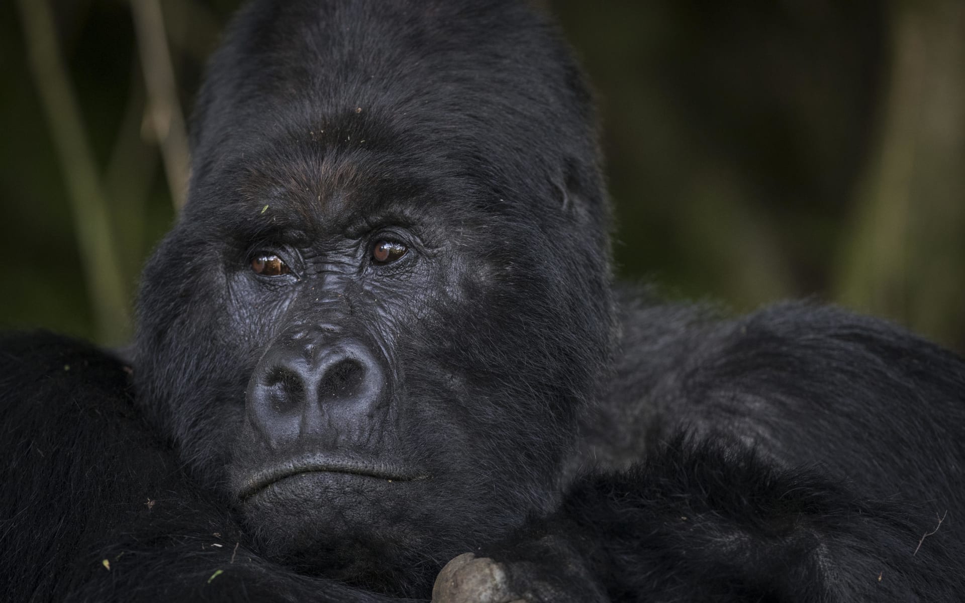 Mount_Gahinga_Lodge_uganda_gorilla_trekking