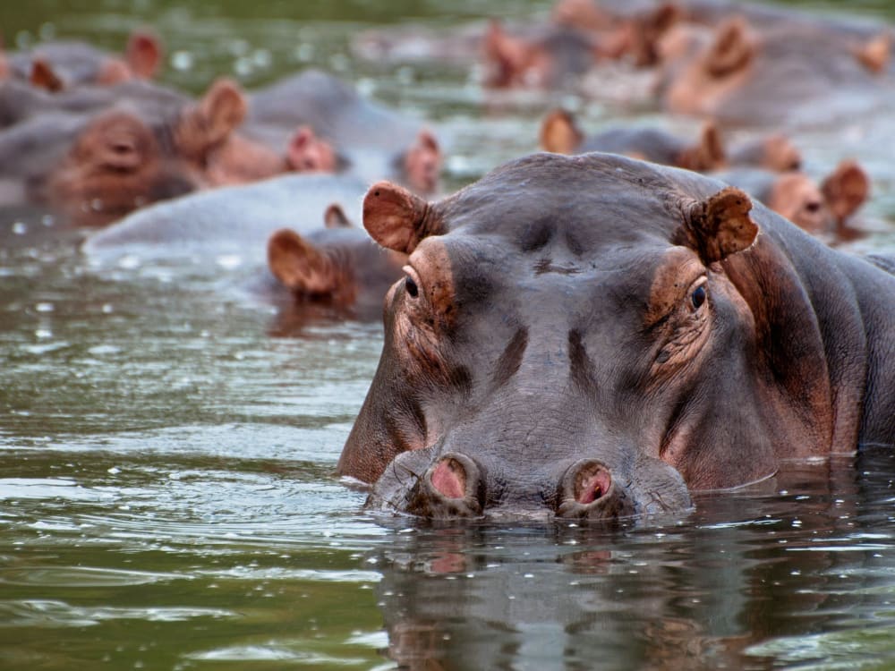 A group of hippos swim in a river.