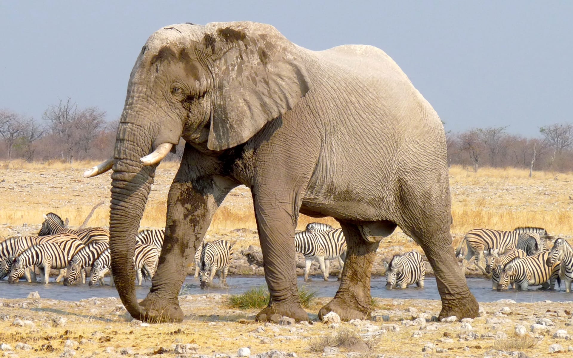 Namibia_Desert_Elephant_2_z8ylke-3