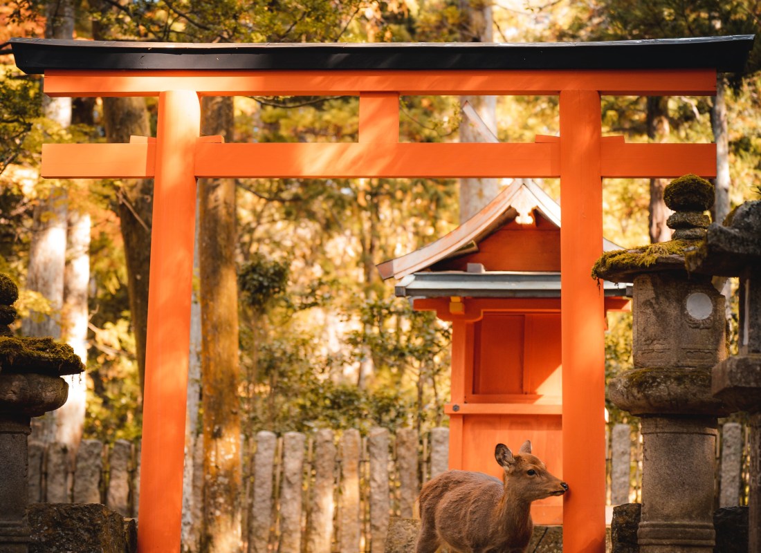 Wild Deer and Torii Gate of Nara Park in Japan
