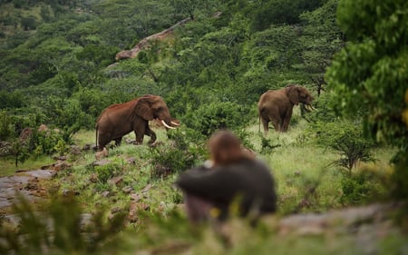 a man watches two elephants roaming grassland in the conservancy.